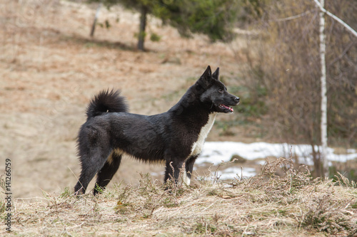 Russo-European Laika - hunting dog © ihorhvozdetskiy