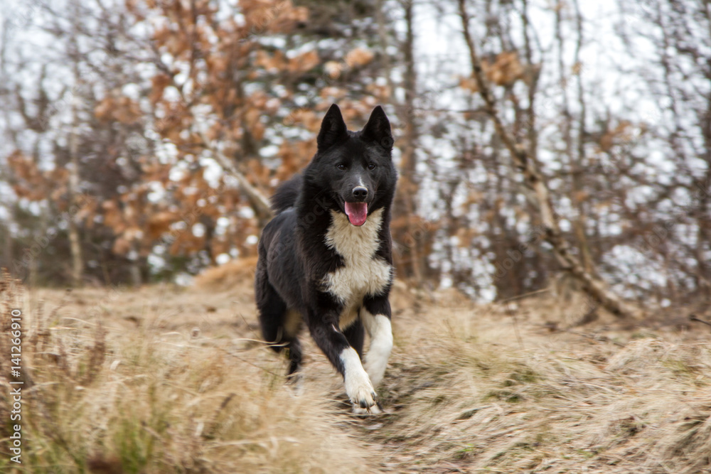 Russo-European Laika - hunting dog 