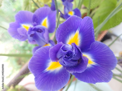 Fototapeta Naklejka Na Ścianę i Meble -  Fleur İris Bleu