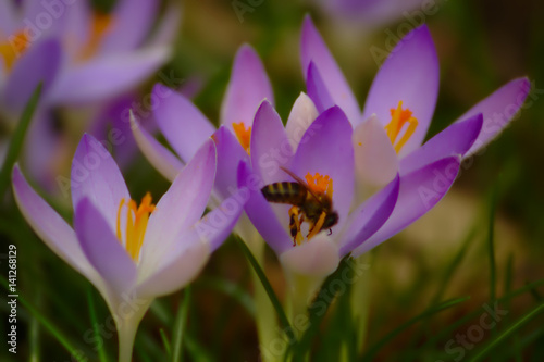 Biene in einem Krokus