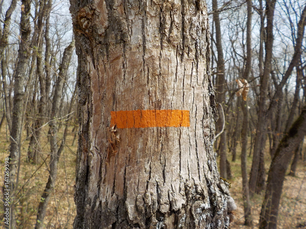 Fototapeta premium randonee