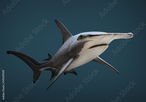 The Great Hammerhead Shark - Sphyrna mokarran is dangerous predatory fish. Underwater photography of sea life.