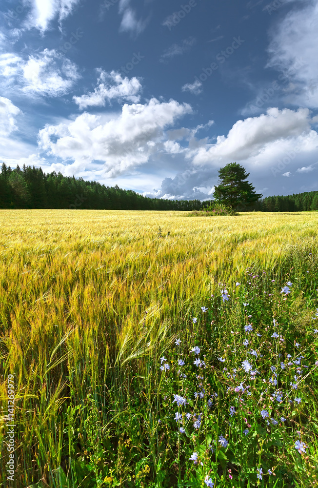 Landscape, crop field, forest green. Landscape, crop field, forest green.