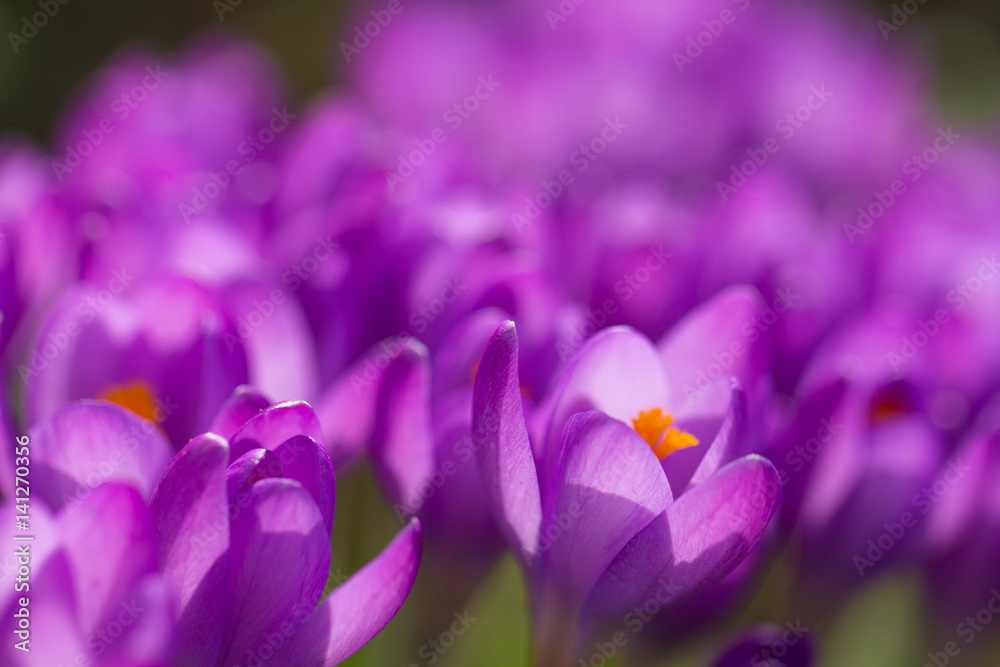 violet crocuses violet crocuses