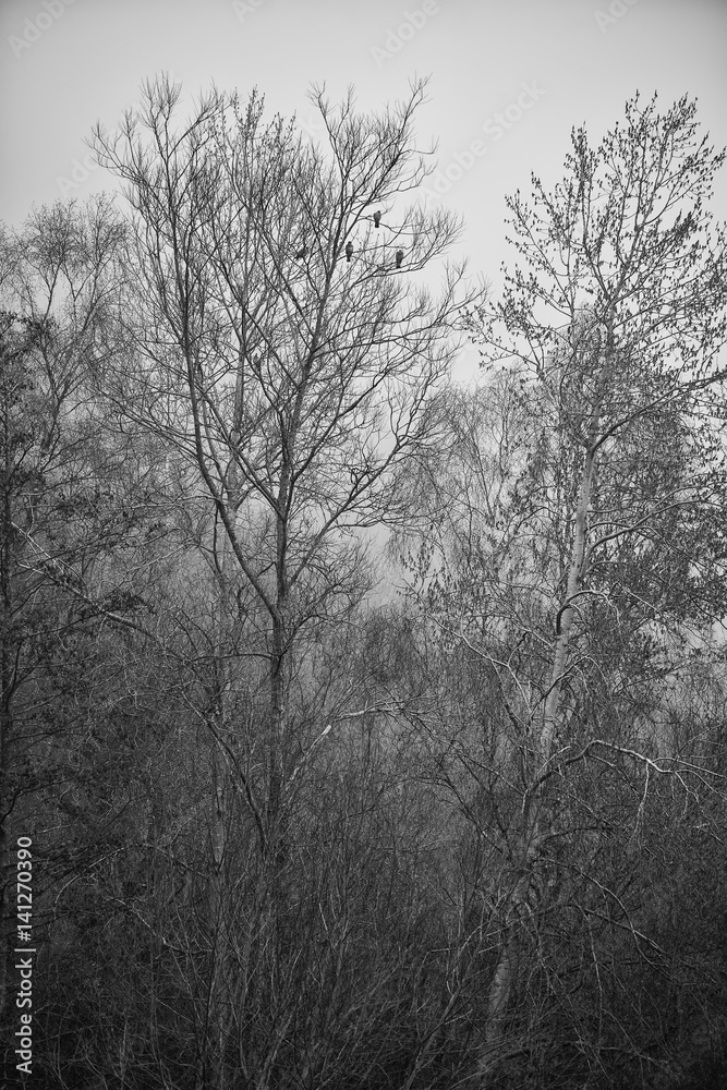 Toned black and white landscape of foggy forest scene Toned black and white landscape of foggy forest scene