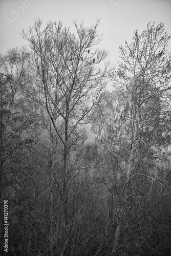Toned black and white landscape of foggy forest scene