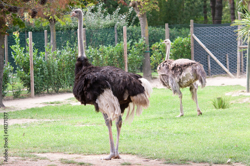 Two Ostrich in a zoo