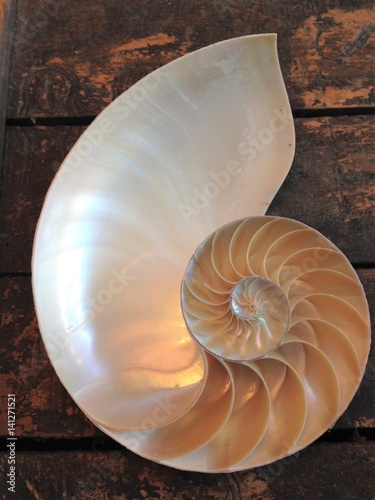 shell nautilus pearl Fibonacci sequence symmetry cross section spiral shell structure golden ratio background mollusk (nautilus pompilius) copy space half split stock, photo, photograph, image 