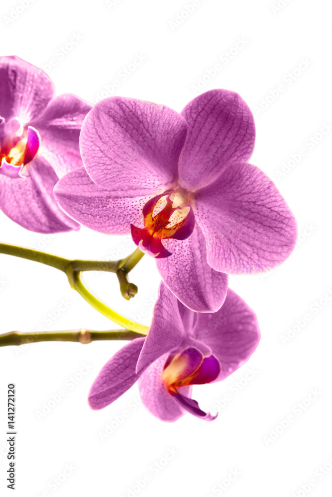 Fototapeta premium orchid flower_isolated