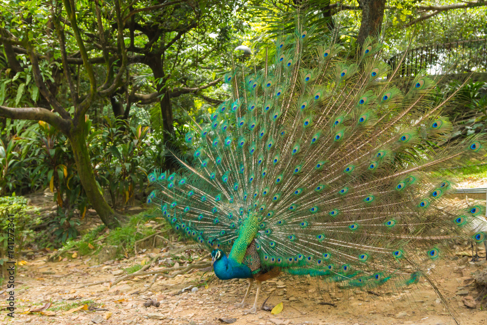 Obraz premium Indian Peacock (Pavo cristatus) with feathers out in Kuala Lumpur bird park, Malaysia