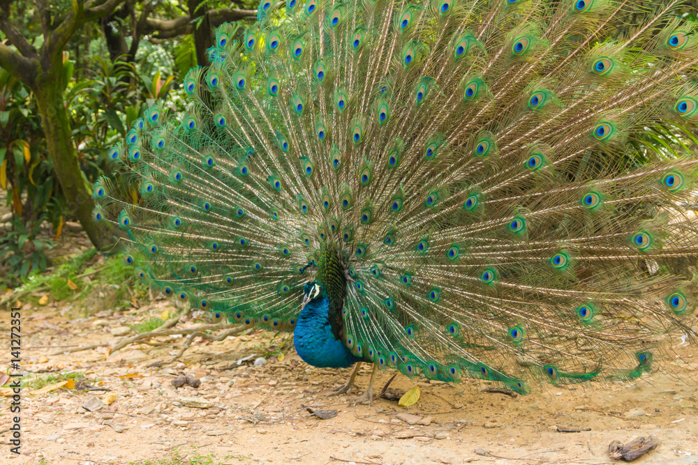 Obraz premium Indian Peacock (Pavo cristatus) with feathers out in Kuala Lumpur bird park, Malaysia
