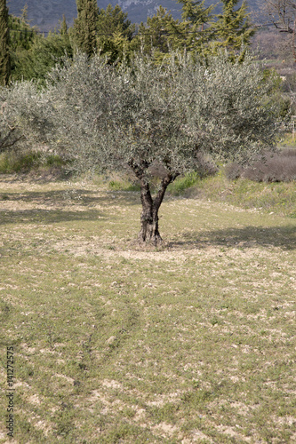 Olive Tree in Field in Provence