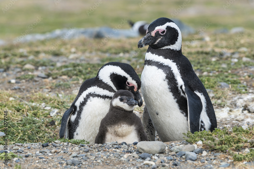 Fototapeta premium Magellanic penguins in Patagonia, Chile, South America