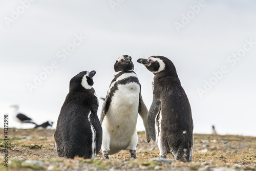 Group of Magellanic penguins in Patagonia, Chile, South America
