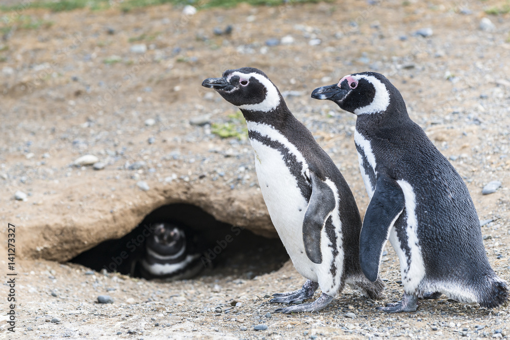 Obraz premium Magellanic penguins in Patagonia, Chile, South America