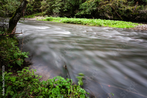 mountain river in summer surrounded by forest photo