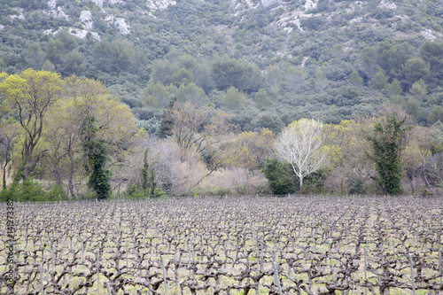 Winter Trees in Vineyard