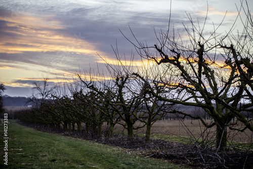 Sonnenuntergang in den Feldern von Rheinhessen