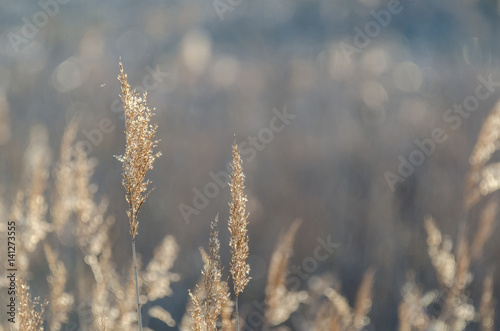 REEDS IN THE SWAMP - Early spring on the wild wetlands
