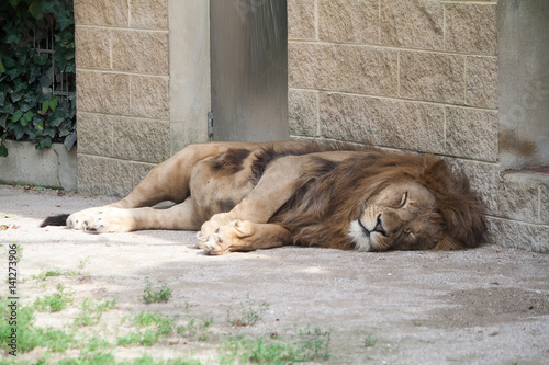 Tired Lion sleeping
