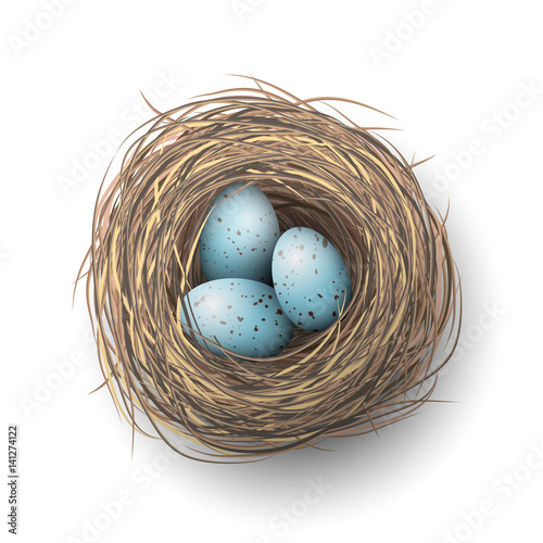 Nest with blue eggs on white background, illustration