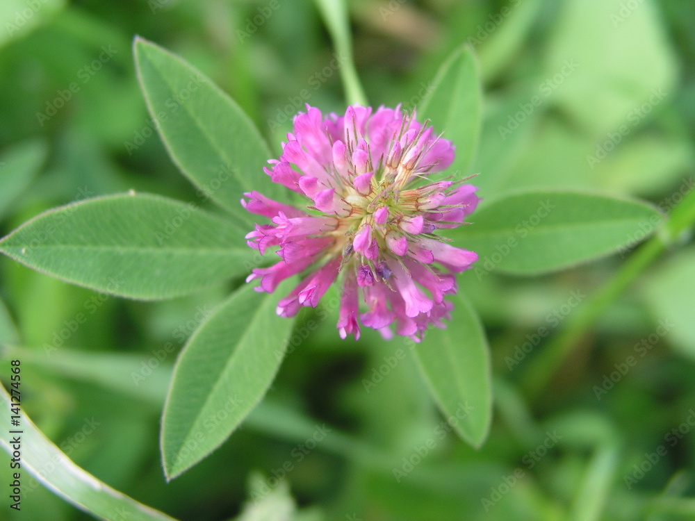 Flowering pink clover on the street among the grass. Clover leaves around the flower. Honey plants Ukraine. Collect pollen from flowers and buds Flowering pink clover on the street among the grass. Clover leaves around the flower. Honey plants Ukraine. Collect pollen from flowers and buds