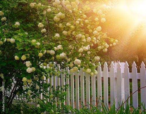 Snowball bush by a white picket fence. photo