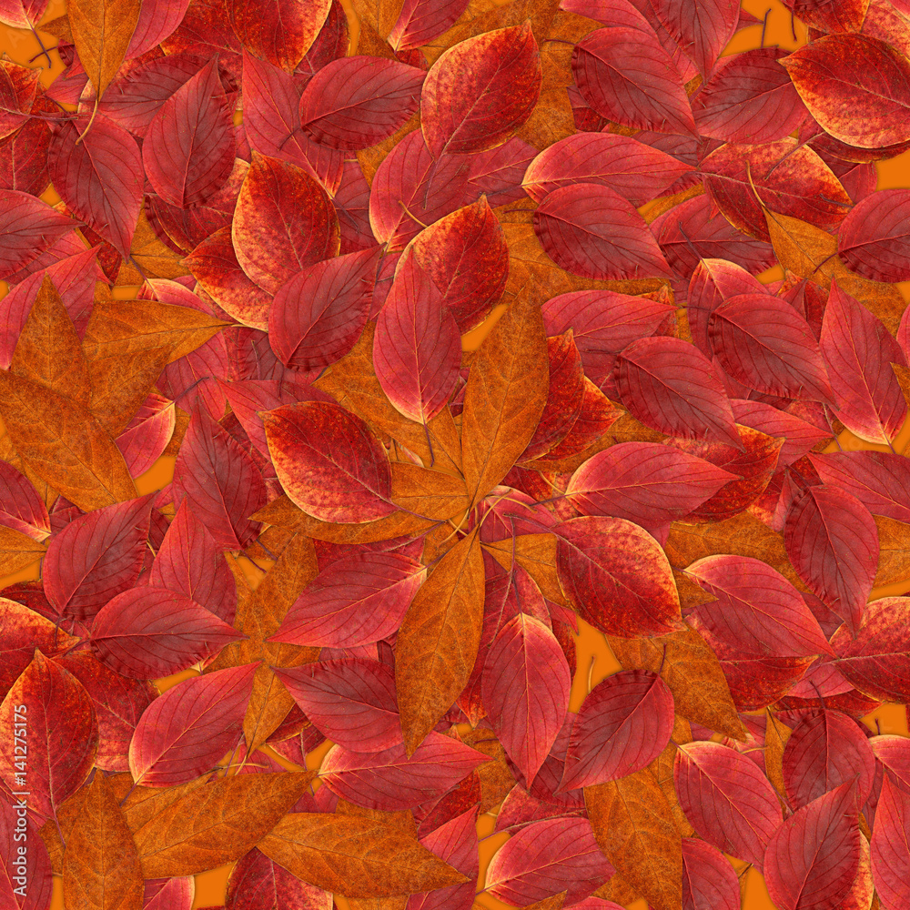 Fototapeta premium seamless background with bright multicolored leaves of hawthorn