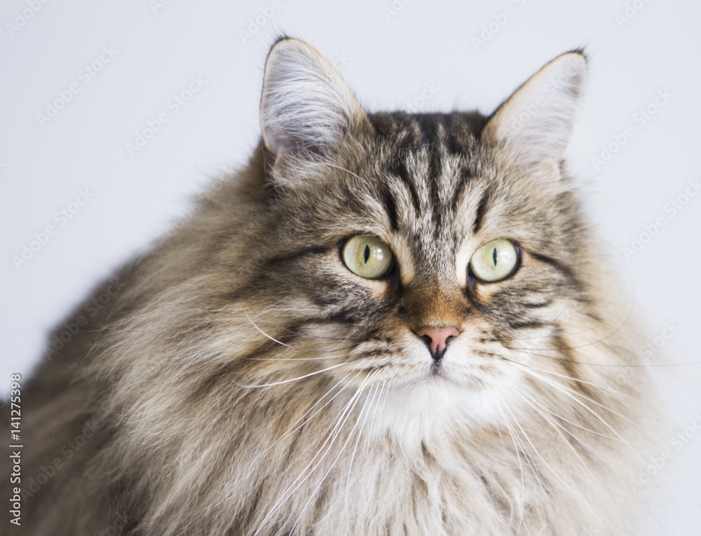 pretty brown tabby cat of siberian breed in the garden, long haired male pretty brown tabby cat of siberian breed in the garden, long haired male