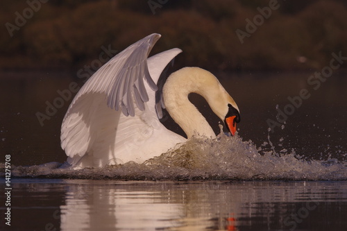 Fototapeta Naklejka Na Ścianę i Meble -  Atterrissage du cygne tuberculé 2