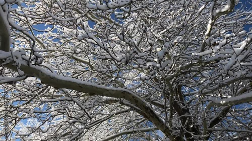 ağaçta biriken karlar  photo