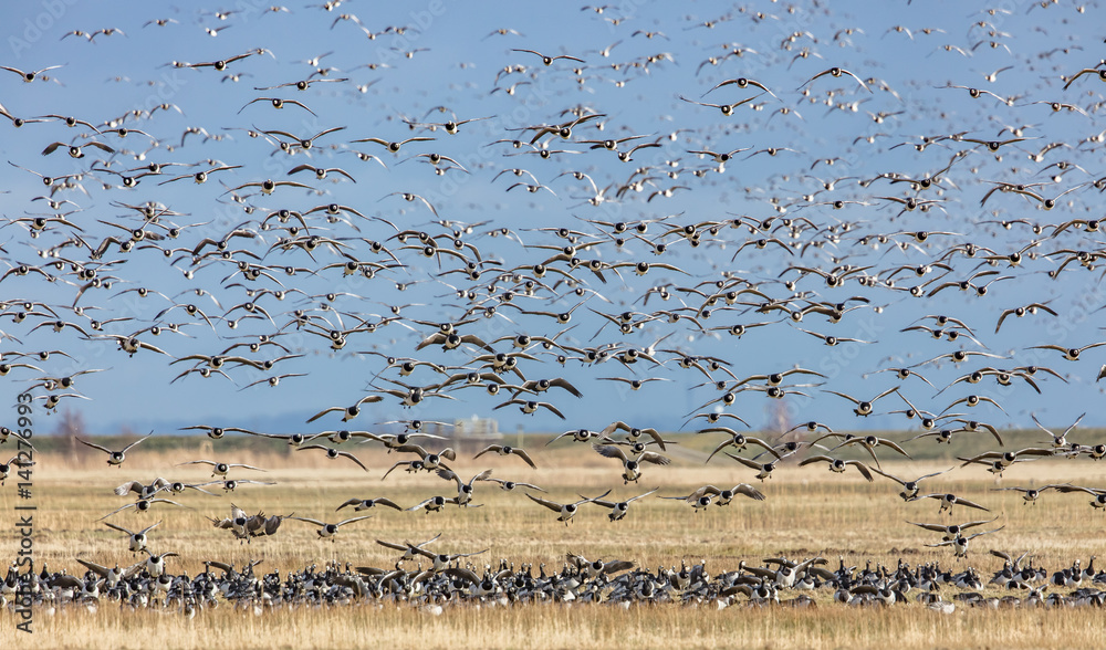 Wildgänse an der ostsee
