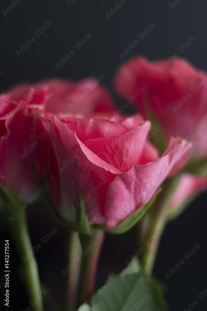 pink roses on black background