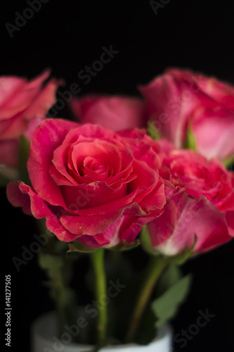 Pink roses in a white vase on black backrgound