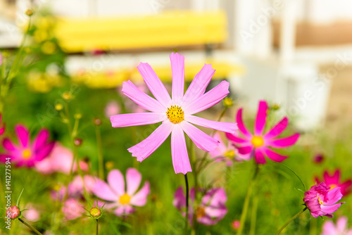 Flower kosmeya or Chinese chamomile photo