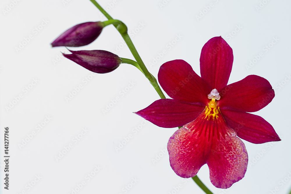 Burrageara (Oncidopsis), Nelly Isler, orchid flower, studio, Cornwall,  England, UK. Stock Photo | Adobe Stock