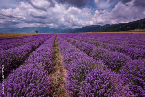 Daily cloudy landscape with lavender in the summer at the end of June. Contrasting colors, beautiful clouds, dramatic sky.