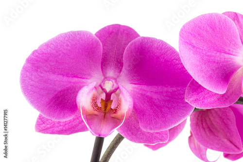 orchid  pink  flower