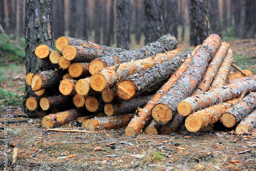 pine wooden logs