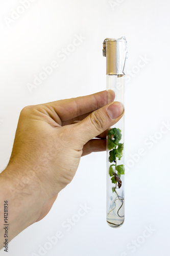 Man's hand with a test tube with a in vitro cloned microplants   photo