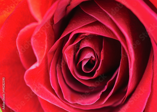 Vibrant fresh close up isolated beautiful macro pink orange red rose. Selective focus.
