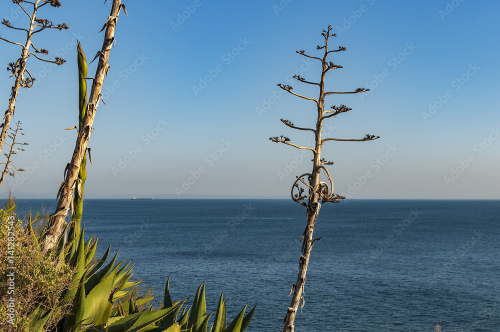 Ocean view in Portugal just before the sunset with plants in background, Estoril in Cascais