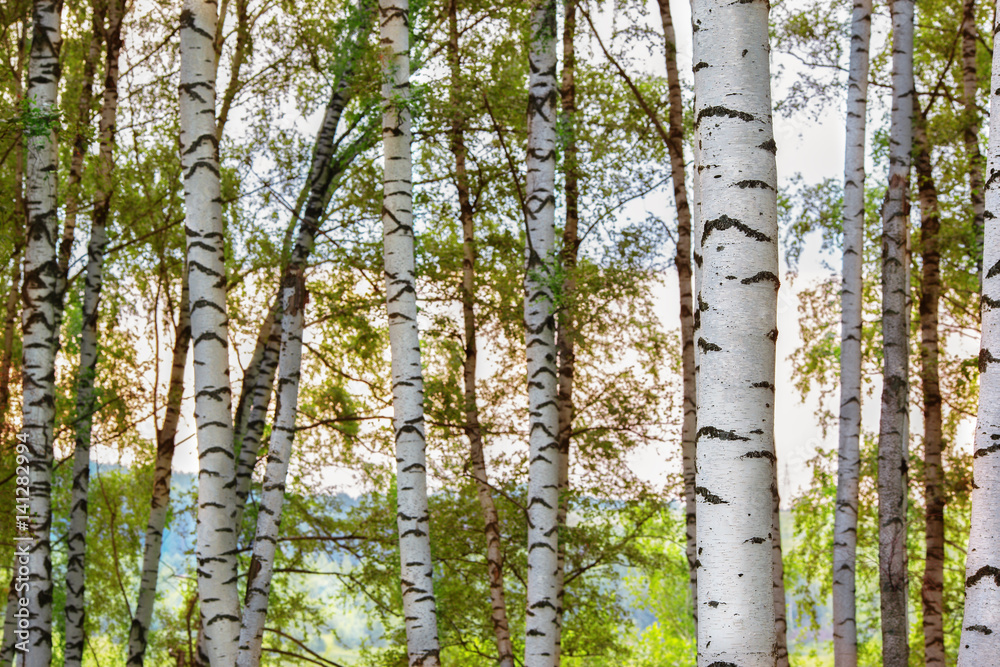 Fototapeta premium summer in sunny birch forest