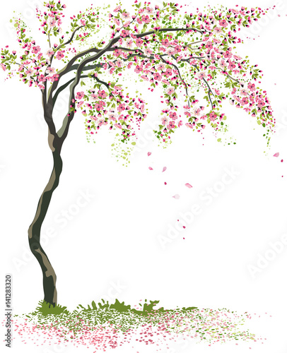 Fototapeta Vector illustration blossoming cherry tree isolated on a white background