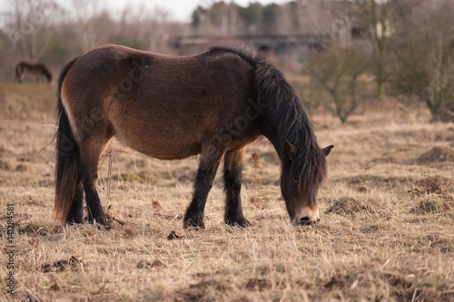 Exmoor pony in the grazing or pasture land in Czech Republic. Horses are living like wild animals in abadoned military area close to Prague. Picture is taken in early spring, cold wather at the sunset