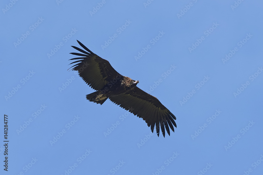 Obraz premium Black vulture (Aegypius monachus)