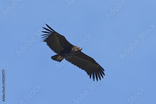 Black vulture  Aegypius monachus 