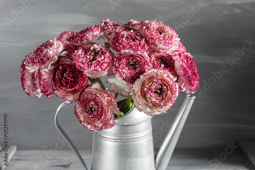 Maroon and white persian buttercup flowers. Curly peony ranunculus in Metallic gray vintage watering can, copy space.