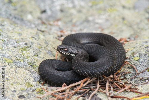 Kreuzotter - Vipera berus photo