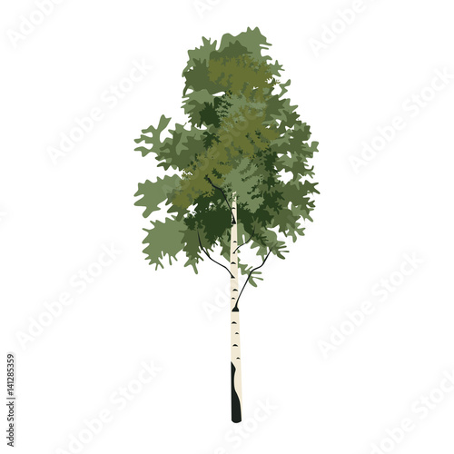 Tree birch clip art, vector